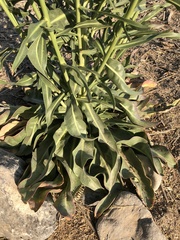 Oenothera longissima
