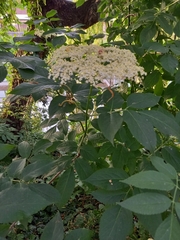 Sambucus nigra