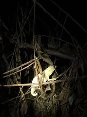 Rieppeleon kerstenii