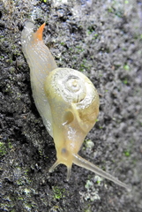 Sheldonia