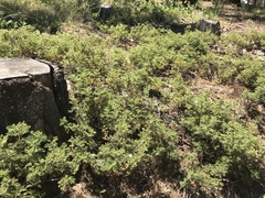 Chamaebatia foliolosa