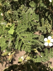 Chamaebatia foliolosa