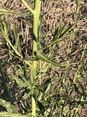 Oenothera longissima