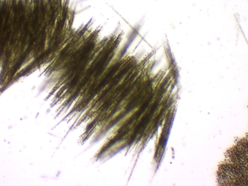 Aphanizomenon Flosaquae