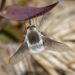 Bombylius incanus