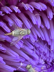 Terellia fuscicornis