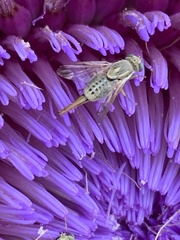 Terellia fuscicornis