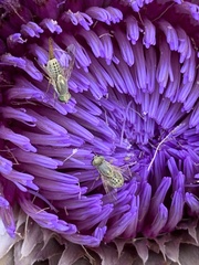 Terellia fuscicornis