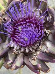 Terellia fuscicornis