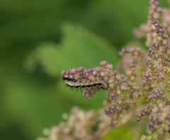 Aglais urticae