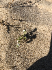 Cryptantha leiocarpa