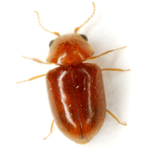 Lasioderma hemiptychoides