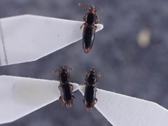 Rhizophagus bipustulatus