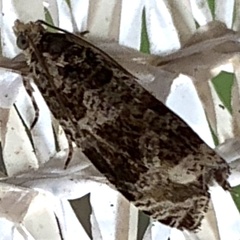 Olethreutes appendiceum