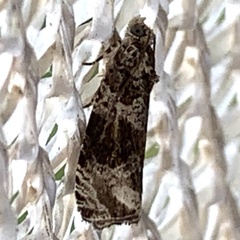 Olethreutes appendiceum