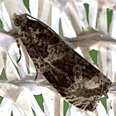 Olethreutes appendiceum