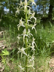 Platanthera bifolia