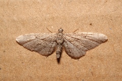 Eupithecia oxycedrata