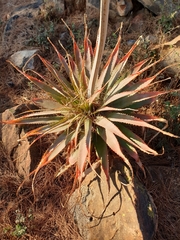 Aloe pretoriensis