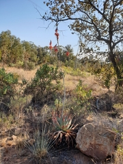 Aloe pretoriensis