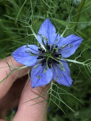 Nigella damascena