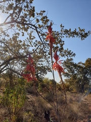 Aloe pretoriensis