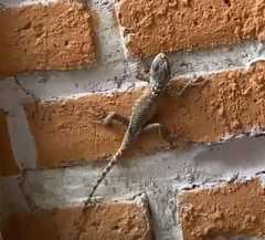 Sceloporus serrifer