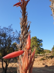 Aloe pretoriensis