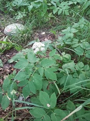 Aegopodium podagraria