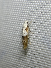 Mompha circumscriptella