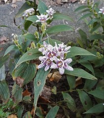 Tricyrtis hirta