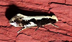 Monopis dorsistrigella