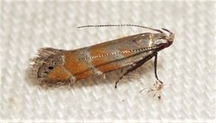 Battaristis vittella