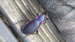 Carabus violaceus aurolimbatus