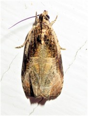 Olethreutes connectum