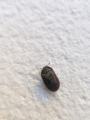 Attagenus