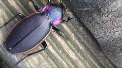Carabus violaceus aurolimbatus