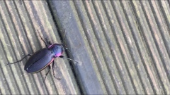 Carabus violaceus aurolimbatus
