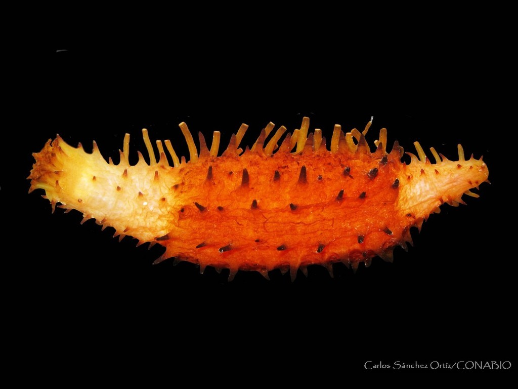 Labidodemas americanum