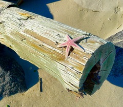 Astropecten articulatus