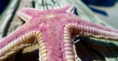 Astropecten articulatus