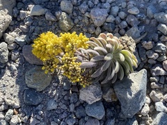 Draba aureola