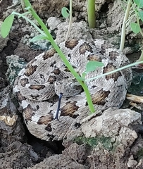 Crotalus enyo
