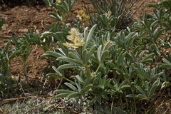 Lupinus lepidus confertus