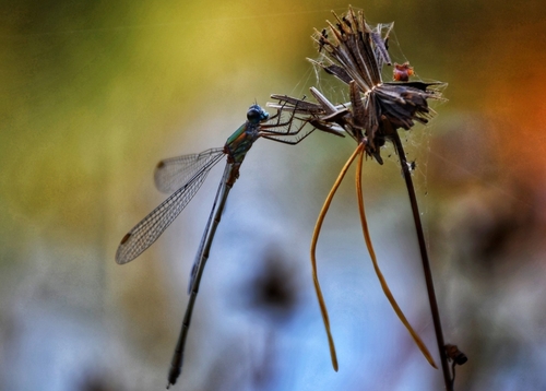 Western Willow Spreadwing, 5062 Oisterwijk, Nederland, photo 6 of 10
