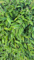 Magnoliopsida