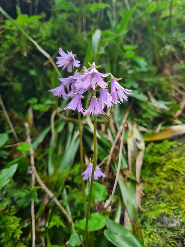 Soldanella major