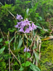 Soldanella