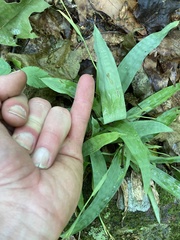 Careyanae