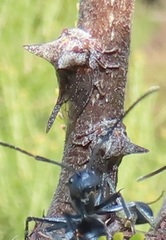 Oxyrhachis